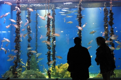 El Aquarium Finisterrae de A Coruña ofrece visitas y actividades didácticas a los centros Voz Natura