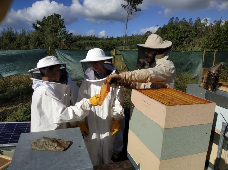 Diversidade, abellas e reciclaxe para a recta final do curso